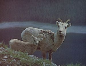 Rocky Mountain Ewe and Lamb